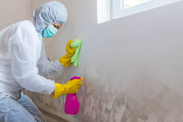 Why You Should Choose Our Mold Remediation Services in Ligonier, IN